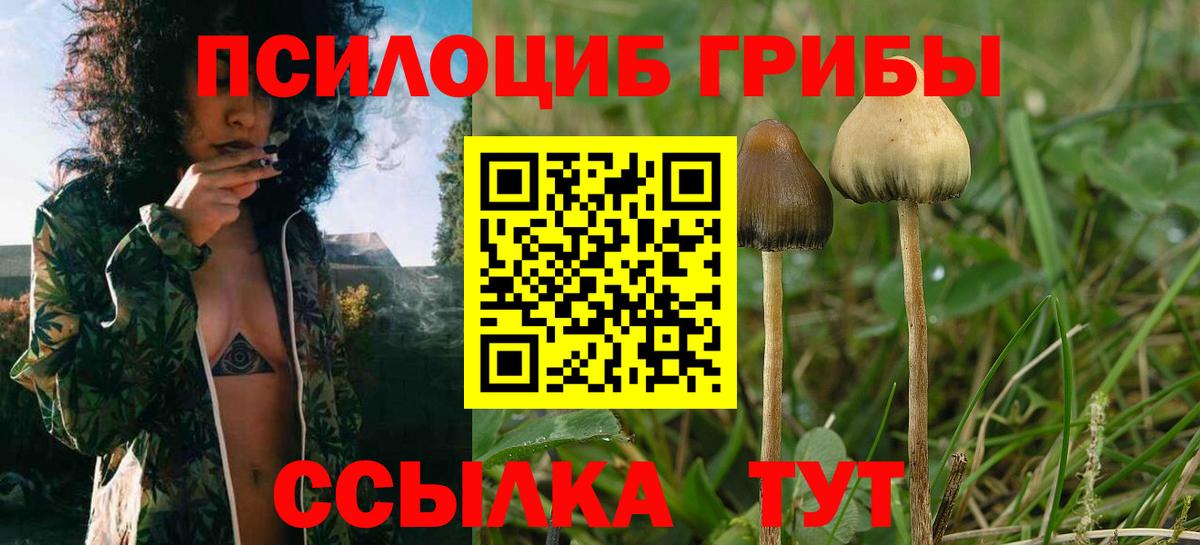 Псилоцибиновые грибы Cubensis  Вход с VPN  Северобайкальск 